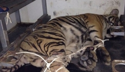 Bị công an truy đuổi, tài xế ném hai con hổ chặn đường để tháo chạy